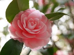 camellia