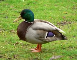 canard