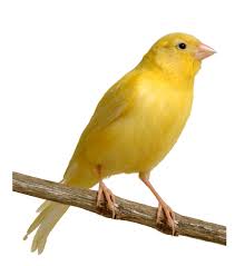 canary