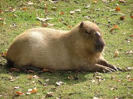 capybara