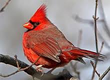 cardinal