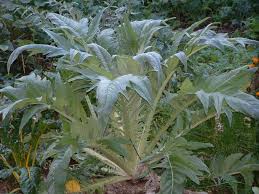 cardoon