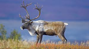 caribou