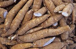 cassava