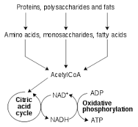 catabolic