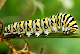 caterpillar