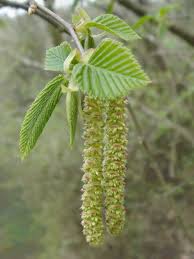 catkin