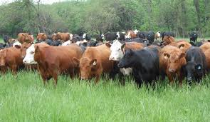 cattle