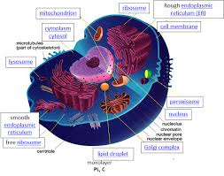 cell