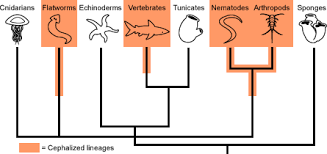 cephalization