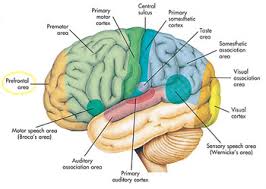 cerebrum