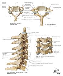 cervical