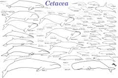 cetacean