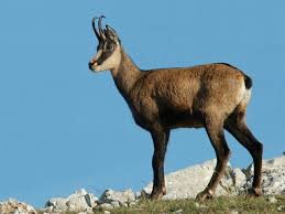 chamois