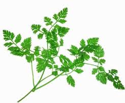 chervil