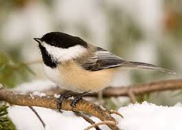 chickadee