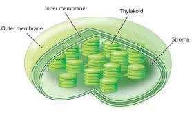 chloroplast