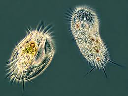 ciliate