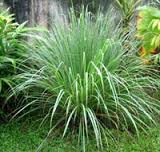 citronella