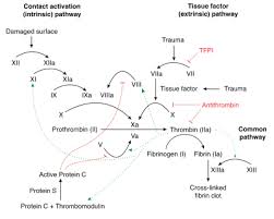 coagulation