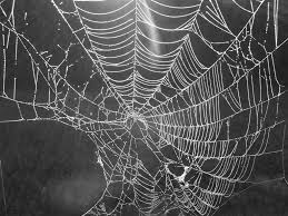 cobweb