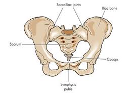 coccyx