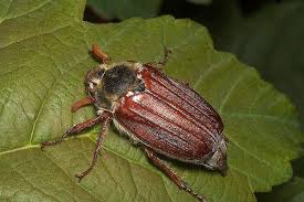 cockchafer