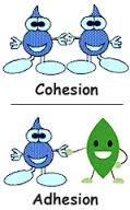 cohesion