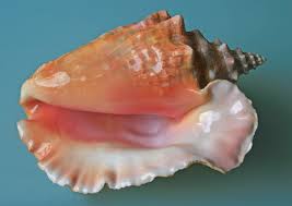 conch