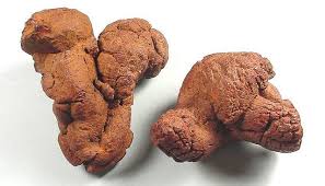 coprolite