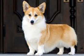 corgi