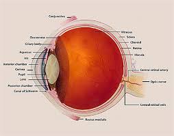 cornea