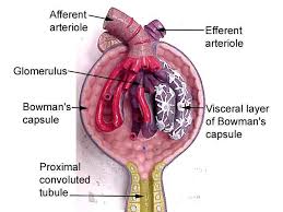 corpuscle