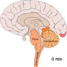 cortical