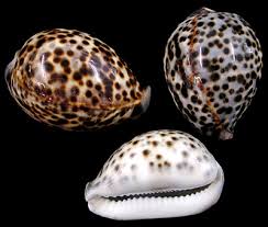 cowrie