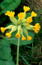 cowslip