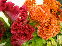 coxcomb