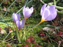 crocus