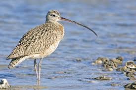 curlew