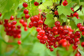 currant