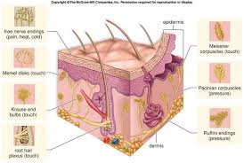 cutaneous