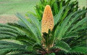 cycad