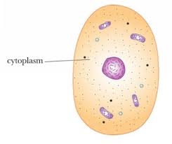 cytoplasm