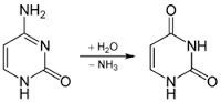 deamination