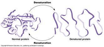 denaturation