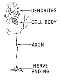 dendrite