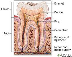 dentin