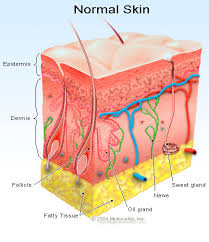 dermis