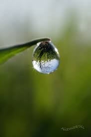 dewdrop