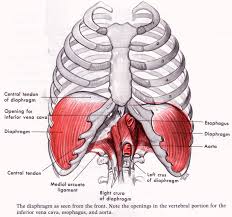 diaphragm